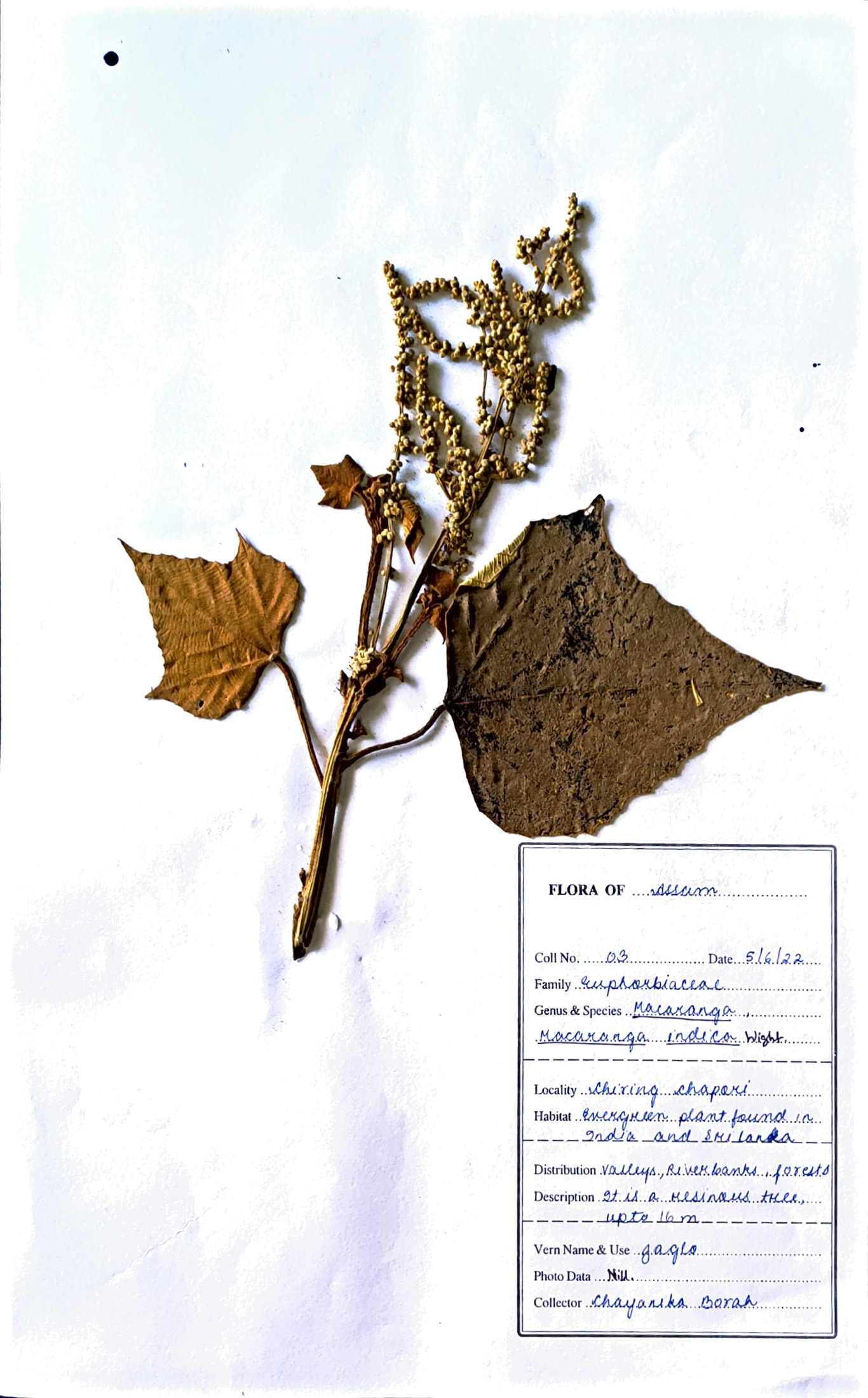 Jaglo (Ass.) (Herbarium)